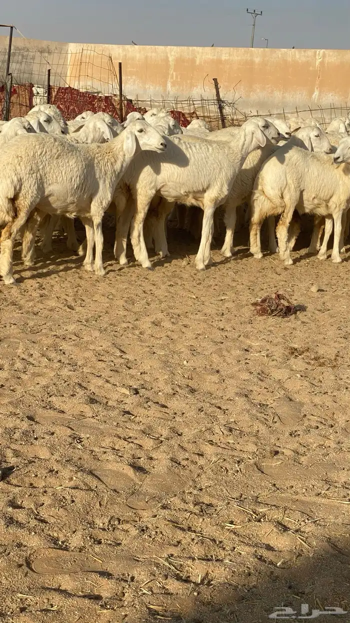 رخال حرش 3