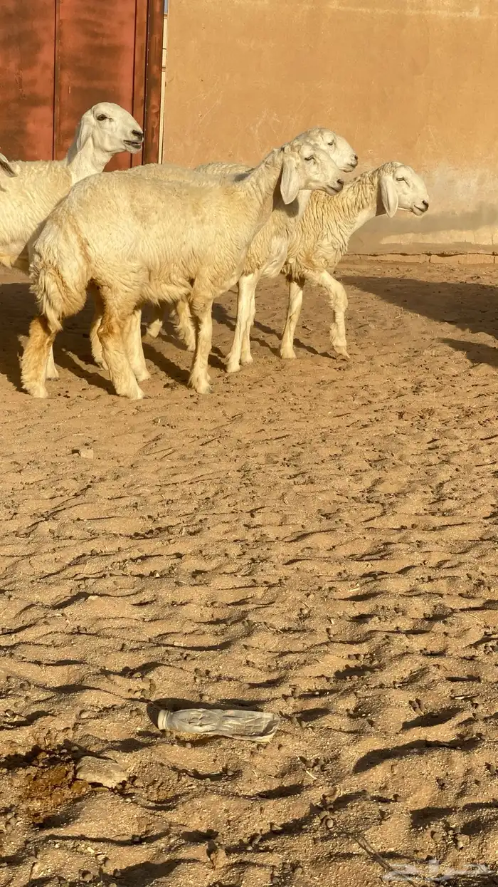رخال حرش 0