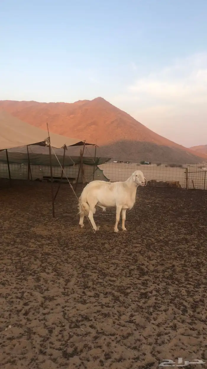 فحل حري أبرص منتج 1