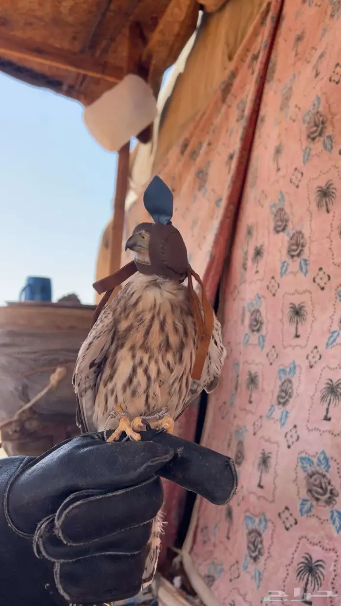 للبيع الشبوط طرح اليوم 0