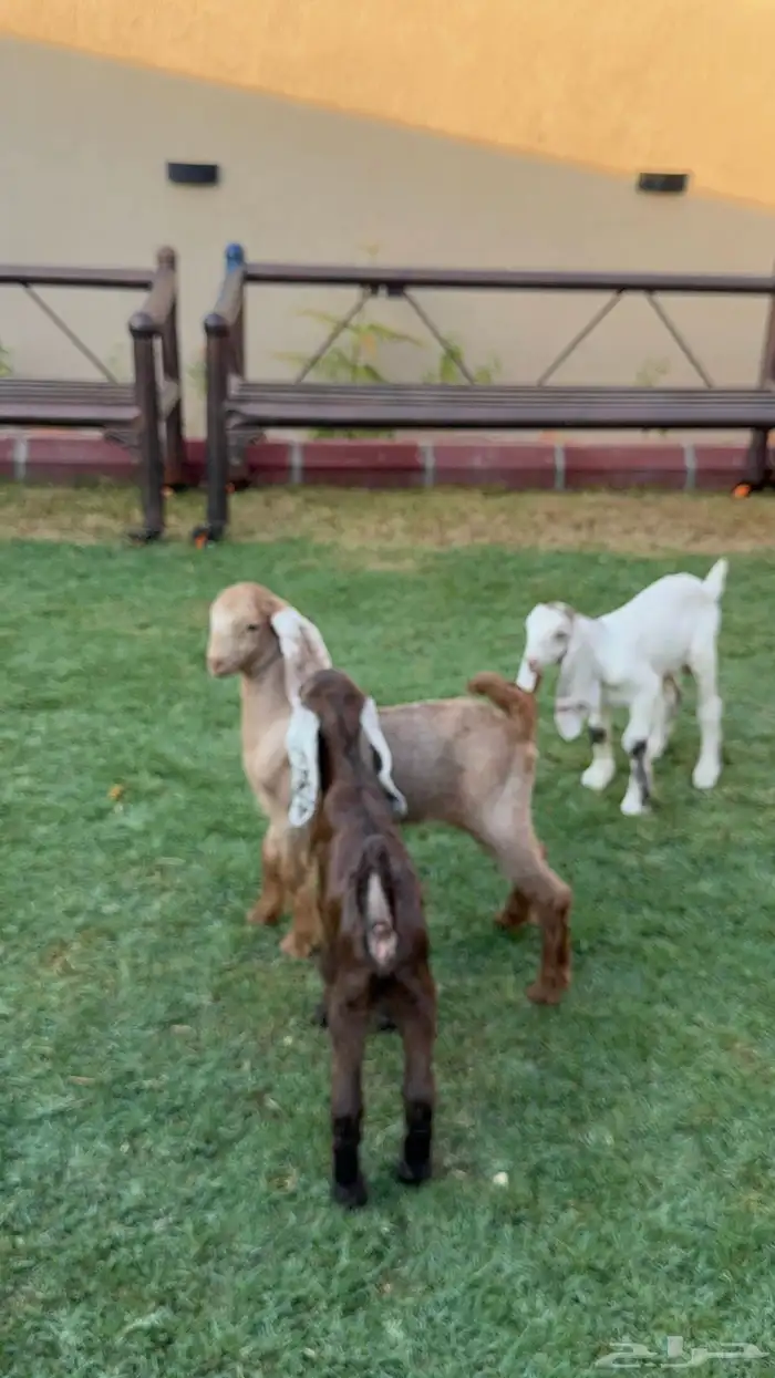 جفرتين وتيس دواغير 4