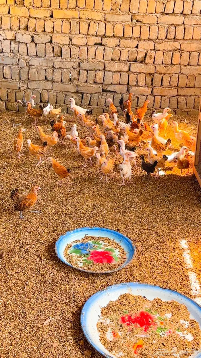صوص عمر شهرين 0