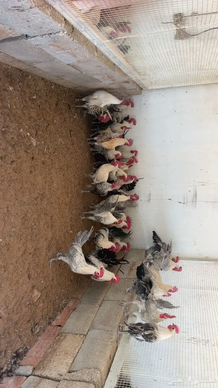 ديوك 5