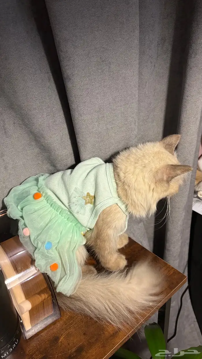 قطط هملايا 1