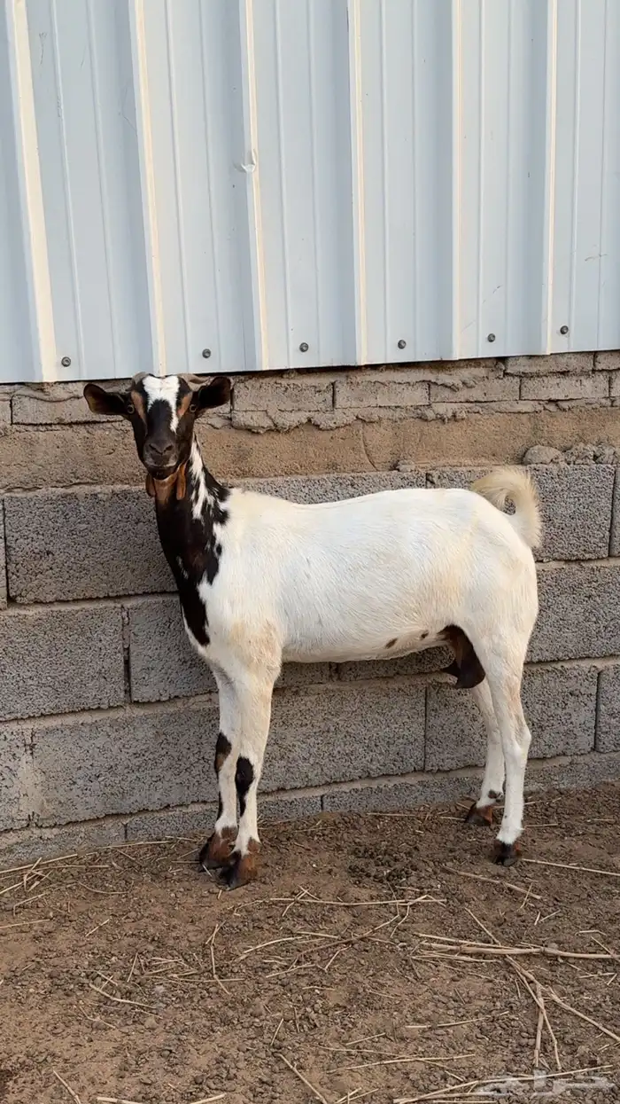 عنز للبيع 3