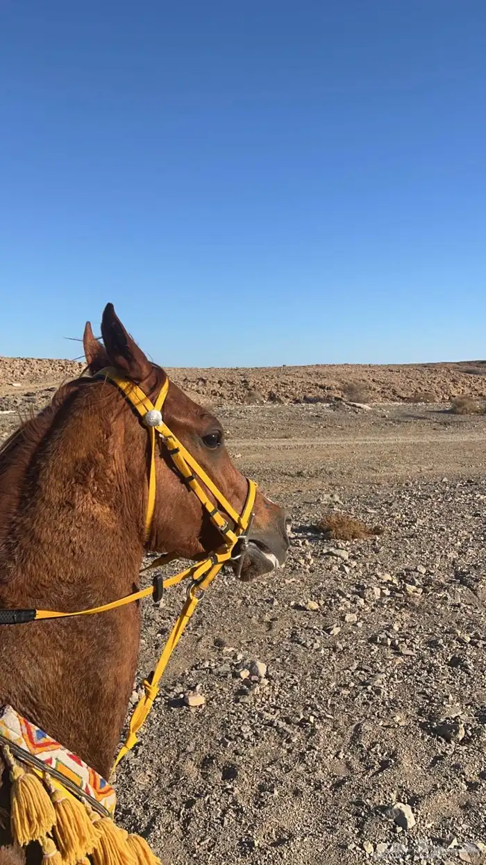 خيل 6