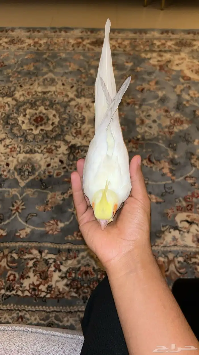 كروان اليف هدد خارجي بدايه كلام 12