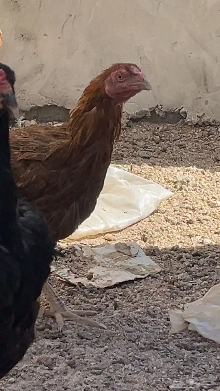 دجاج باكستاني 0