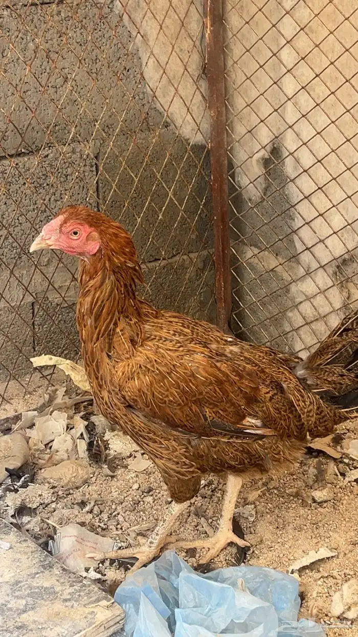 دجاج باكستاني 2
