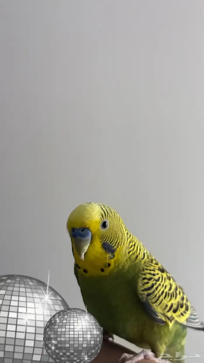 ببغاء بادجي 0