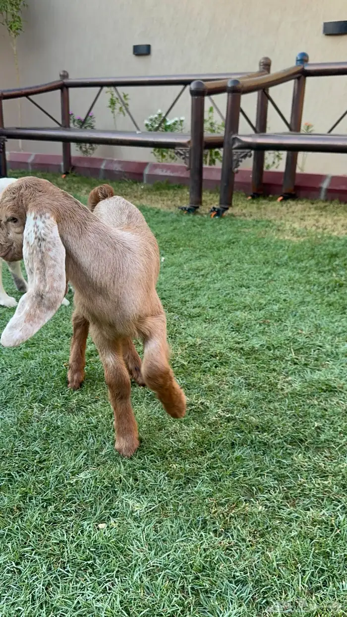 جفرتين وتيس دواغير 1