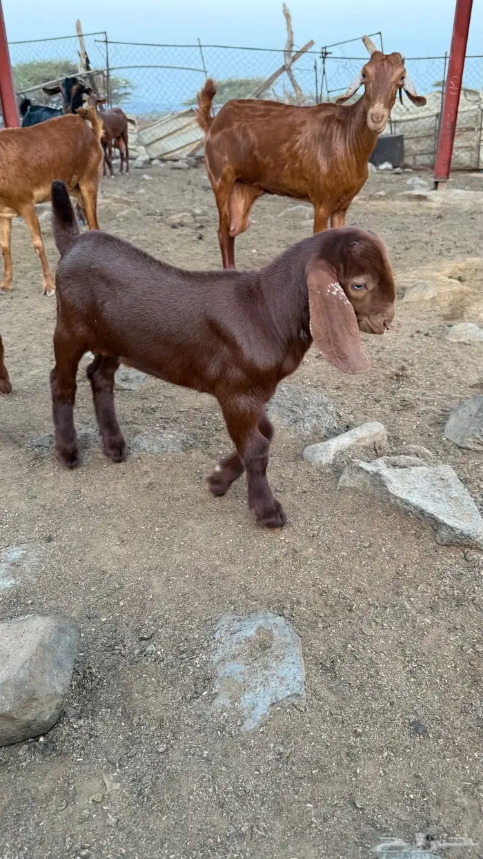 مشروع فحل 2