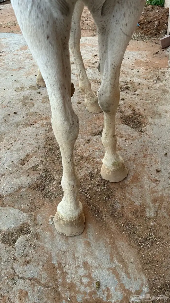 فرس شعبيه معها مهر 1