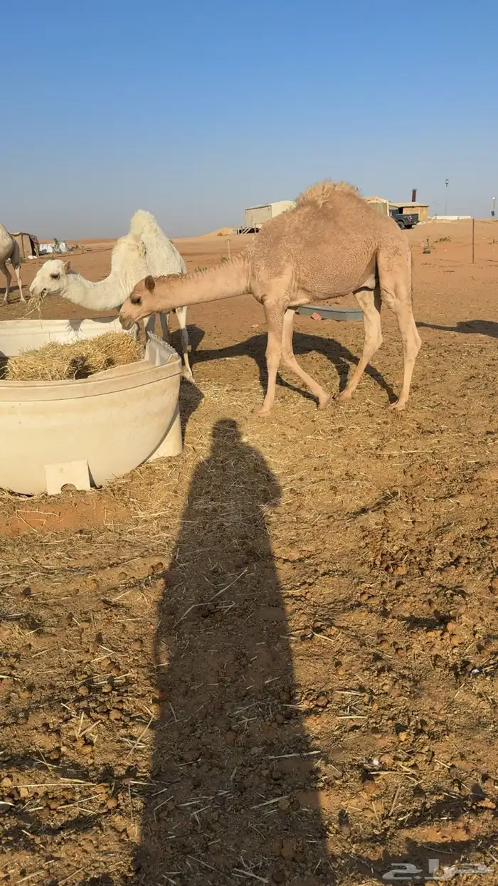 قعدان العدد 2 بري كفو 0