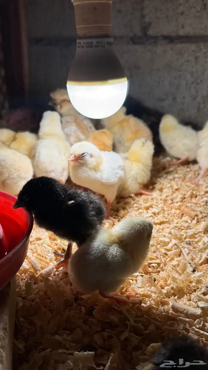 صوص بلدي فواتح 3