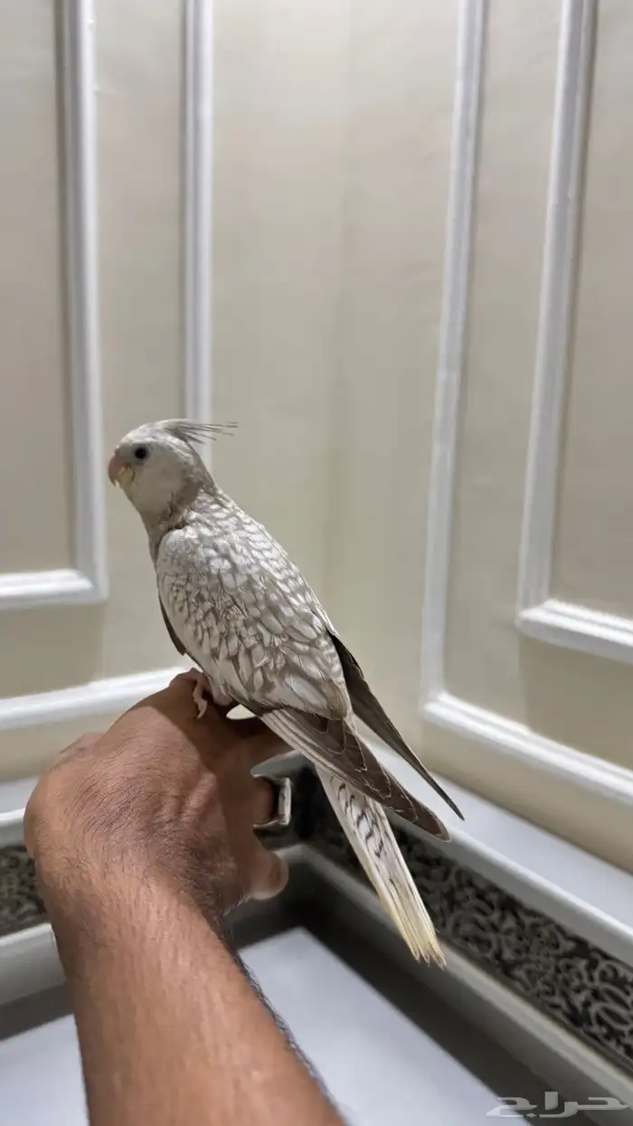 كروان الليفه هدد 2 6