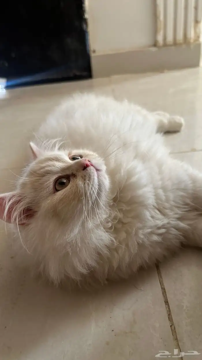 قط شيرازي ذكر عمره ثلاث اشهر تقريبا يحب يلعب 0
