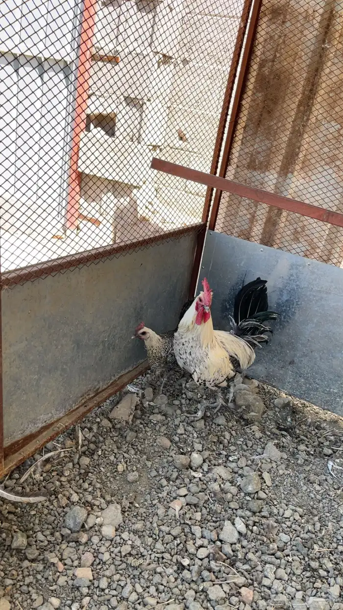 دجاجتين وديك 0