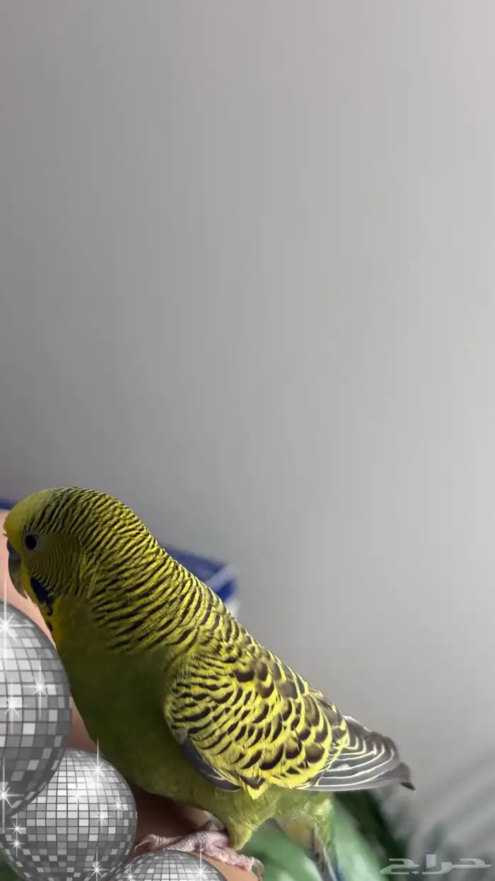 ببغاء بادجي 1