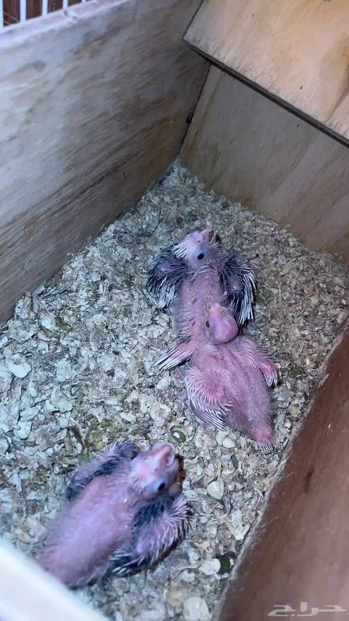 للبيع فروخ كروان هولندي بايد والبينو 1