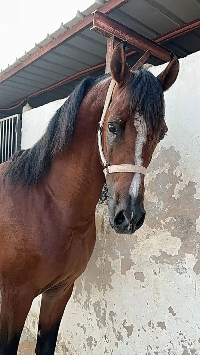 تدريب ركوب الخيل 0
