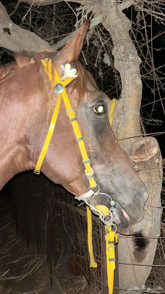 حصان جزيري شعبي 3