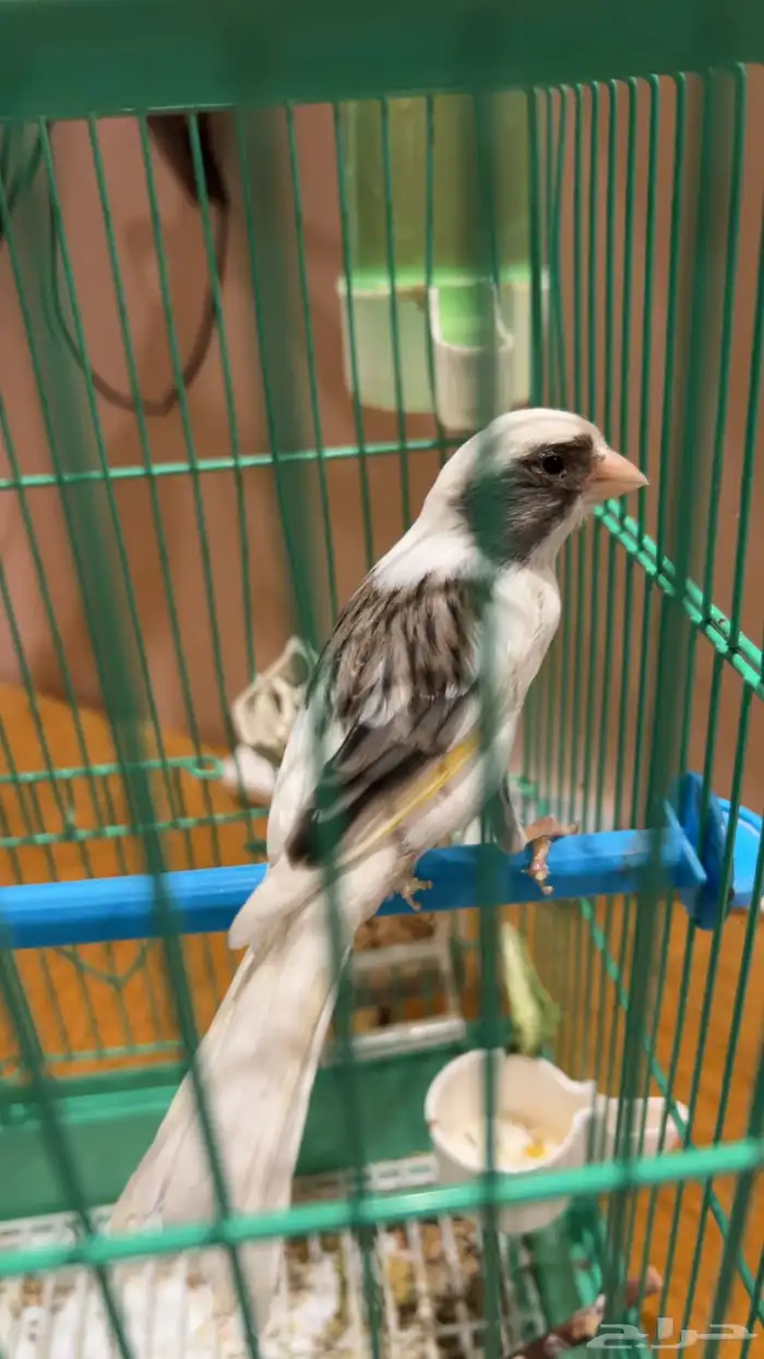 كناري 1