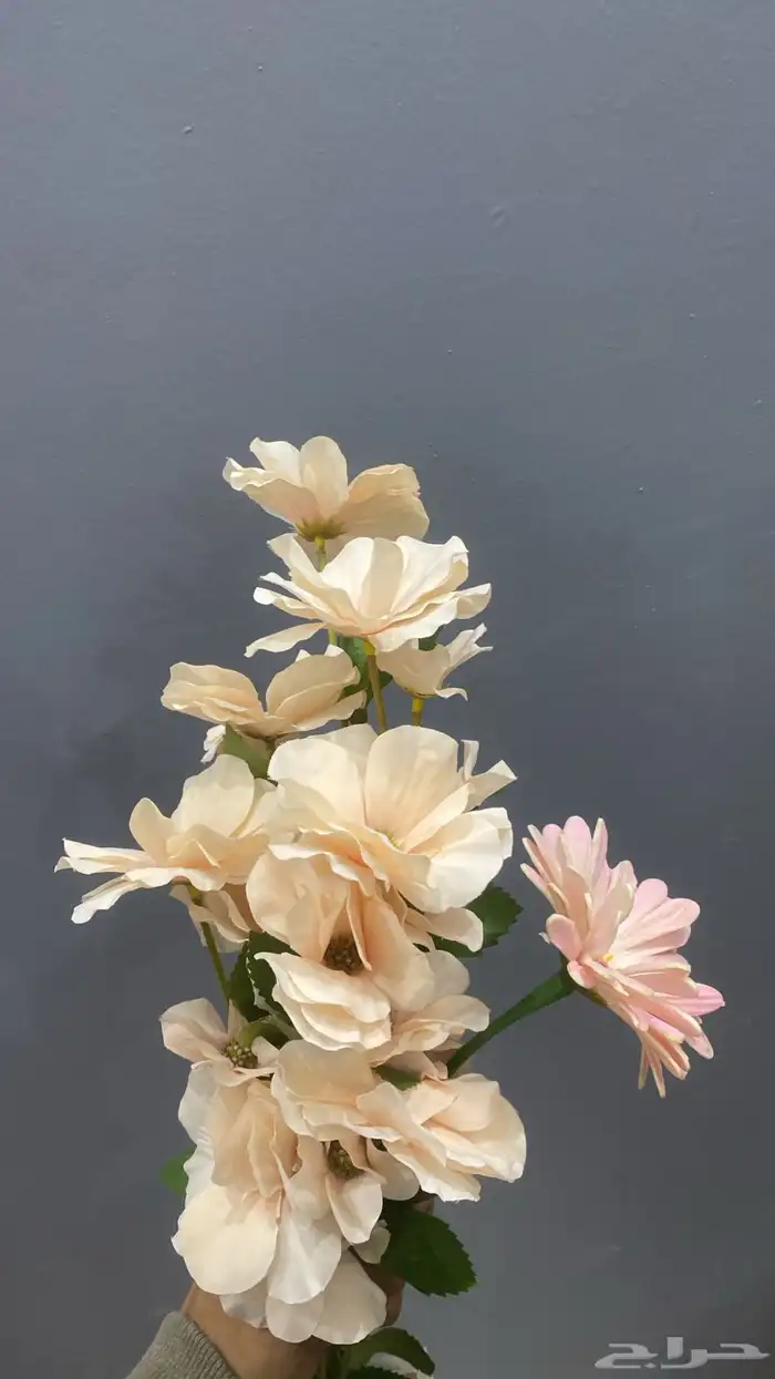 ورد طبيعي للبيع الطائف 0