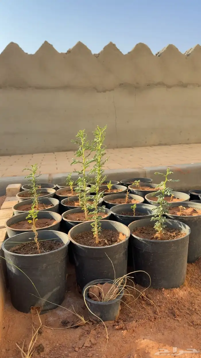 شتلات طلح نجدي 1