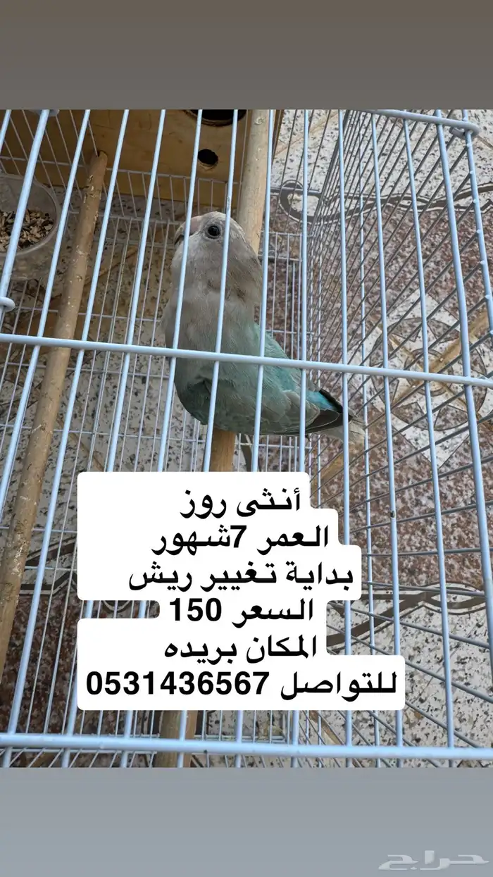 اطيور روز 0