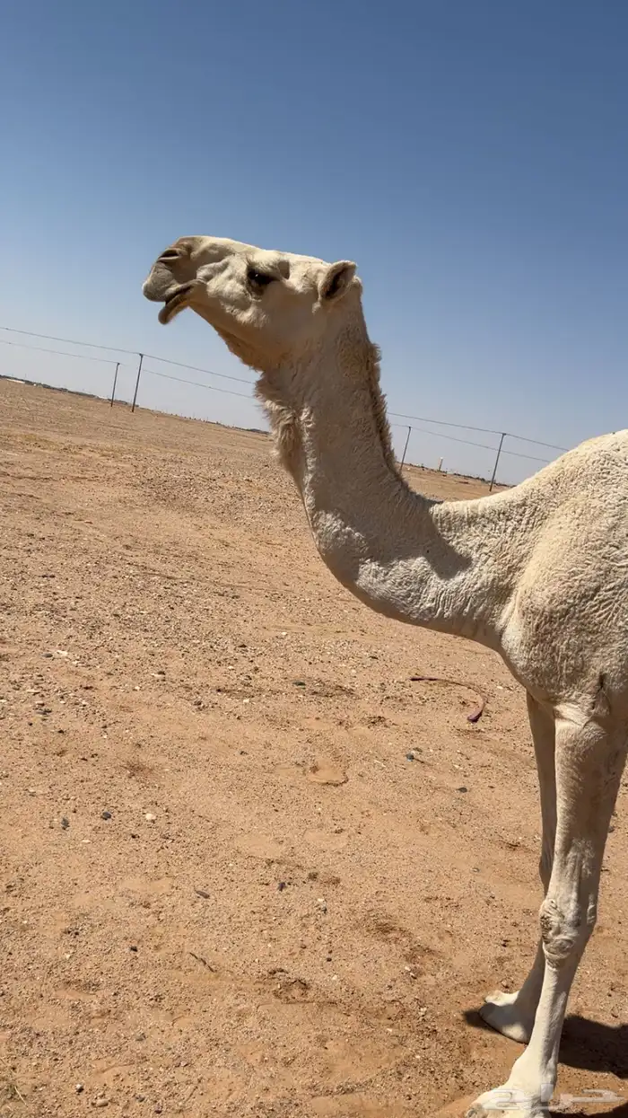 لقحه وضحا طيبه 0