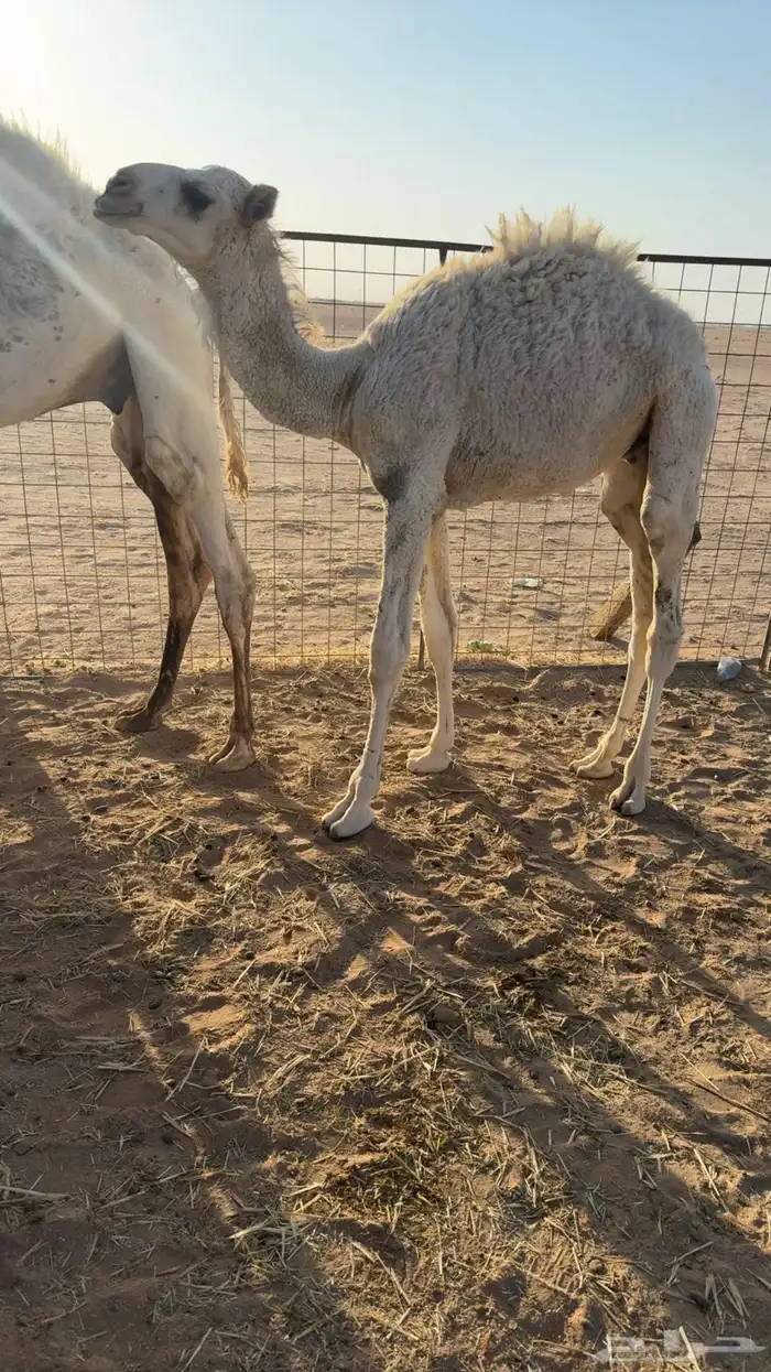 قعود 0