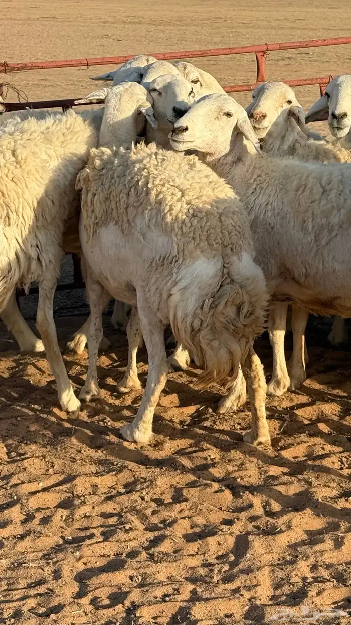 غنم حريات صنف مراح 10