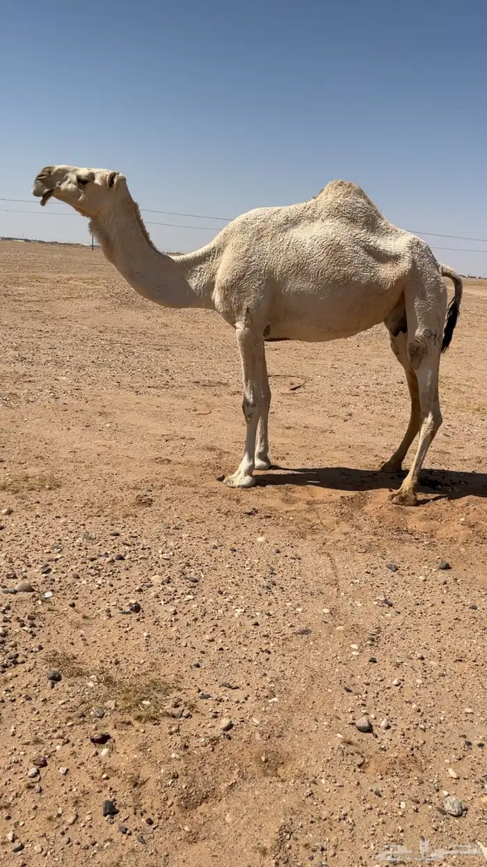 لقحه وضحا طيبه 3