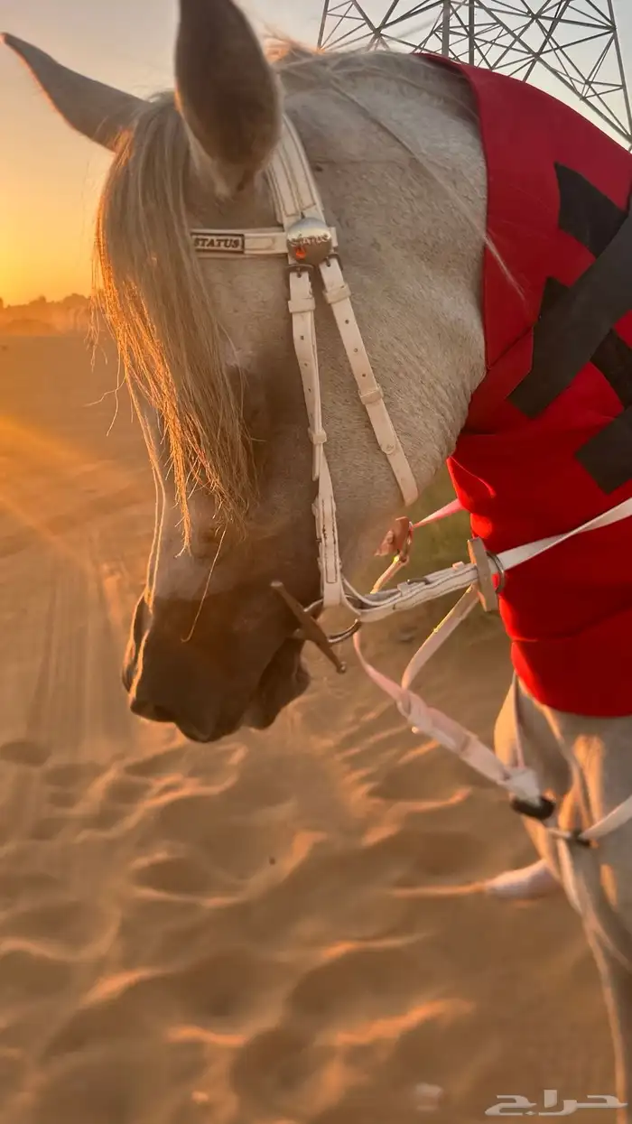 حصان واهو مصري بيور 3