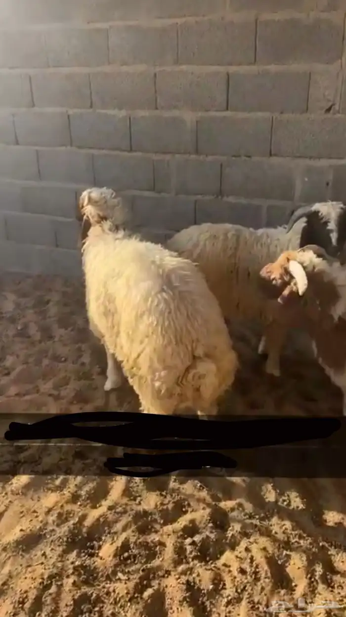 طليان نعيم 1