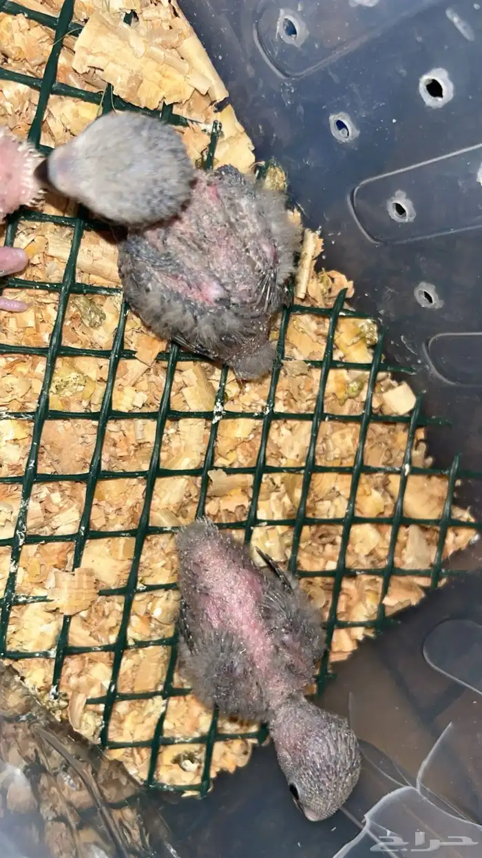 طيور وفروخ روز 2
