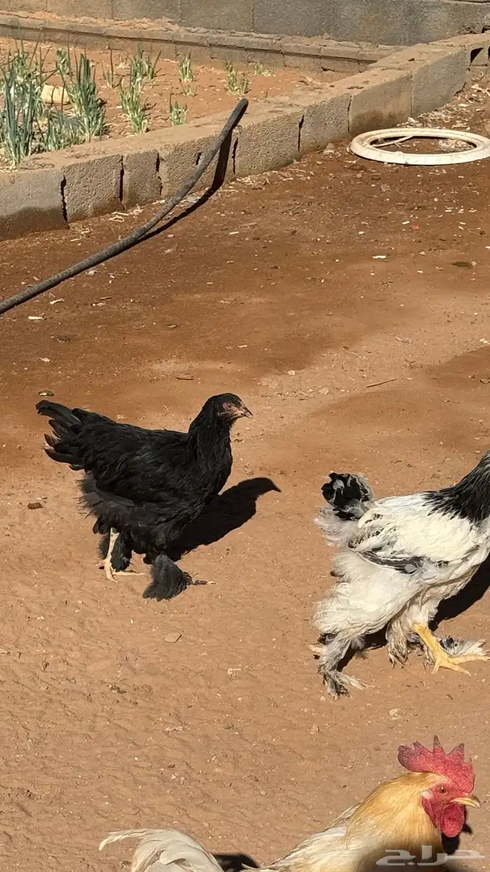 اعرض لكم دجاج براهمه 5