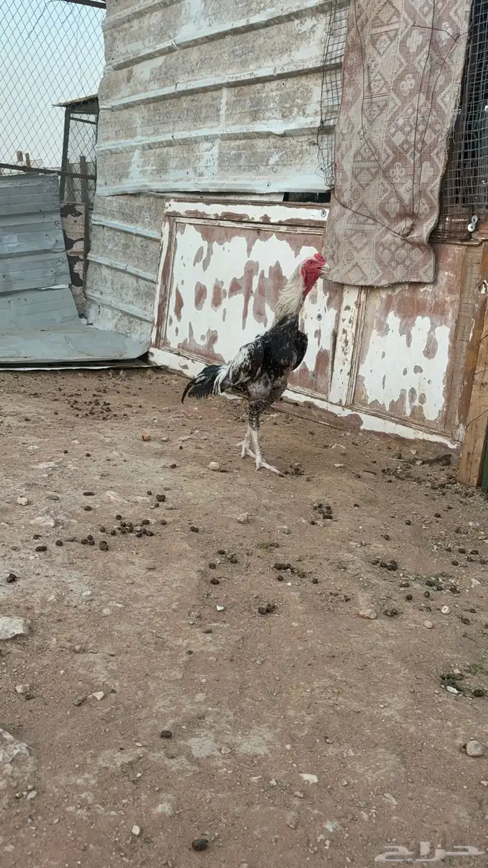 طقم شامو 2