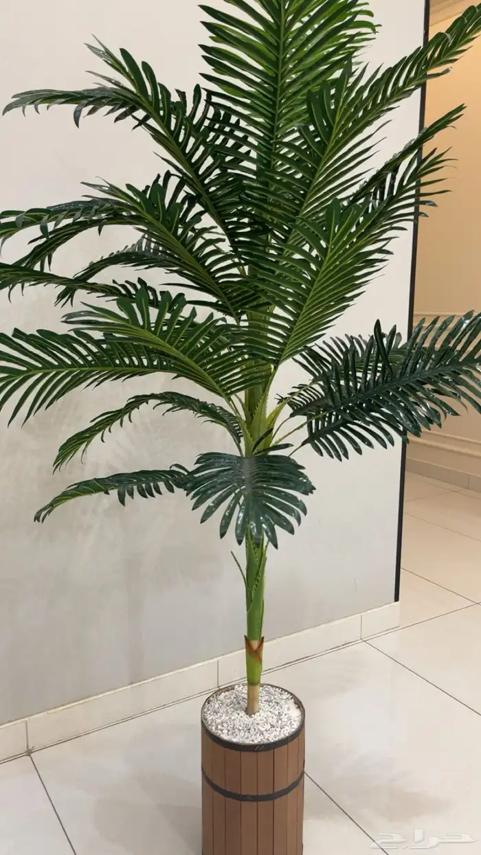 شجرة 0