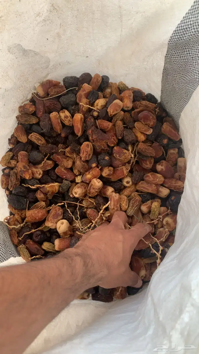تمر غنم للبيع 0