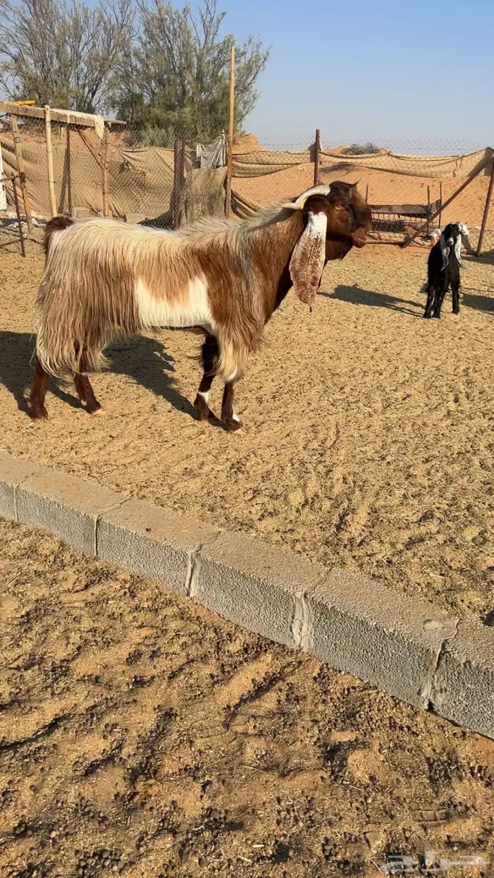 تيس فحل 1