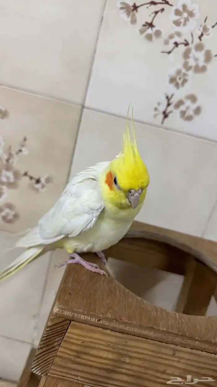 للبيع كروان لاتينو اليف 0