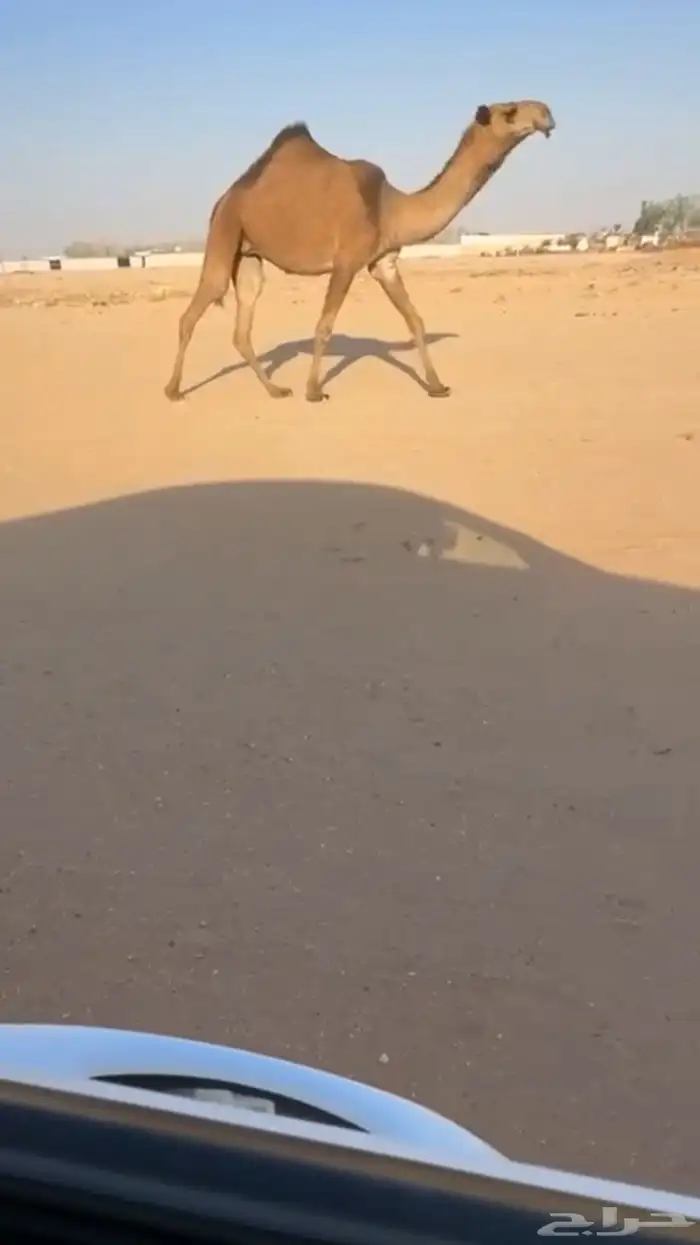 للبيع بكره لقيه لقحه 1