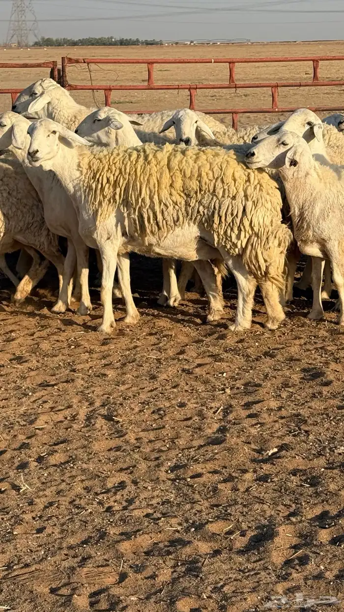 غنم حريات صنف مراح 0