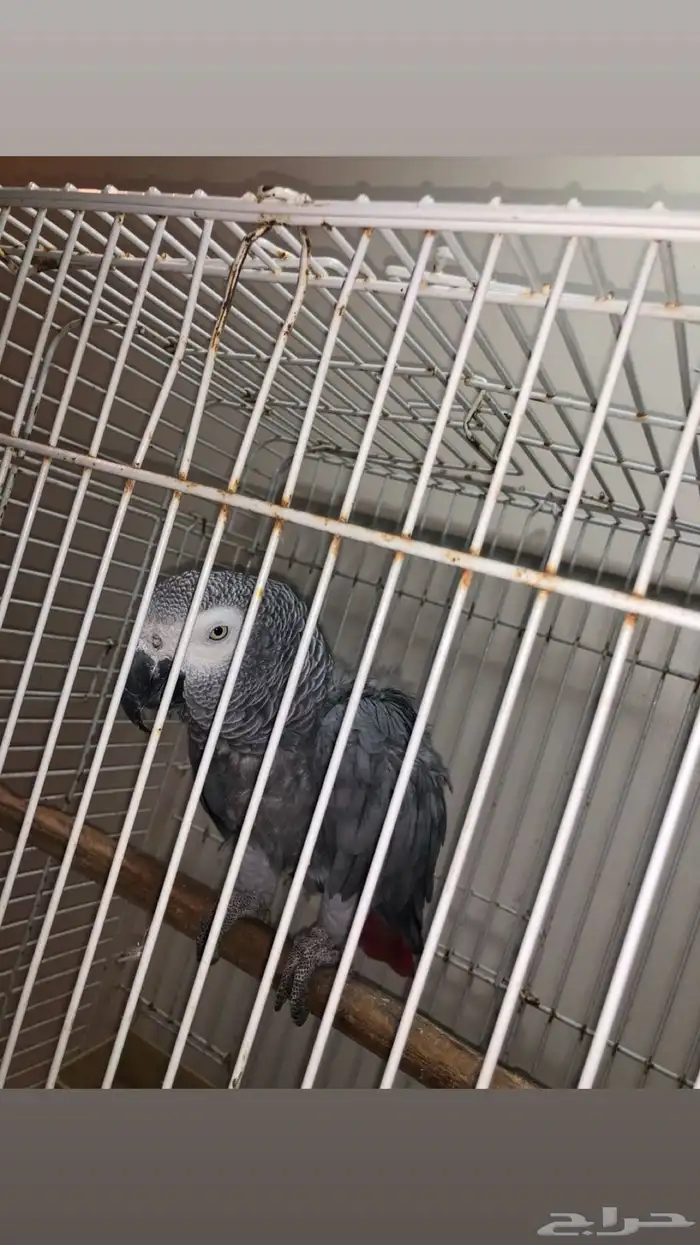 كاسكو عمره 5 سنوات متكلم اليف بس ما يطلع على اليد 0
