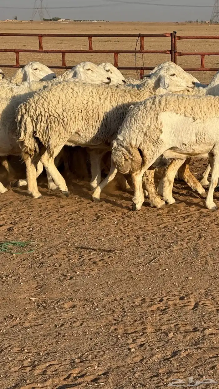 غنم حريات صنف مراح 12