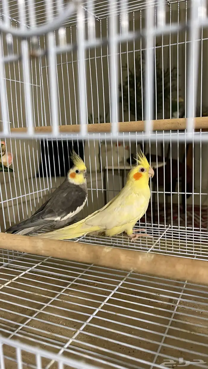 اكروان للبيع 0