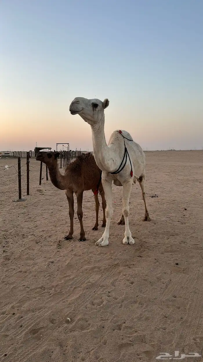 عشرا وضحا في الدوادمي 2