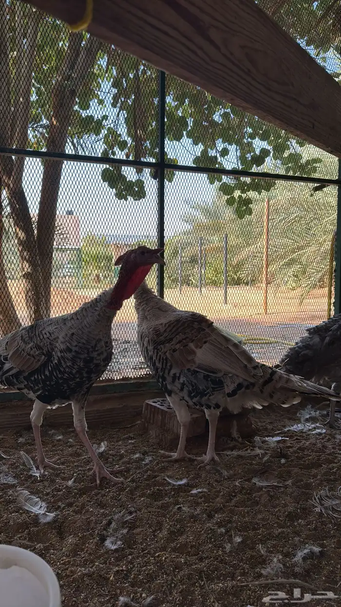 ديوك رومي 4